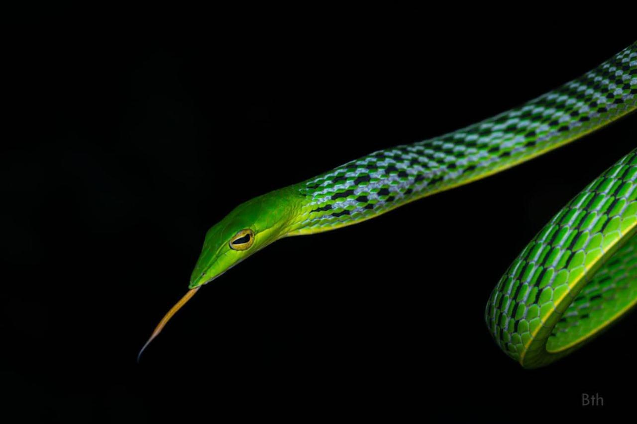 Sinharaja Vini