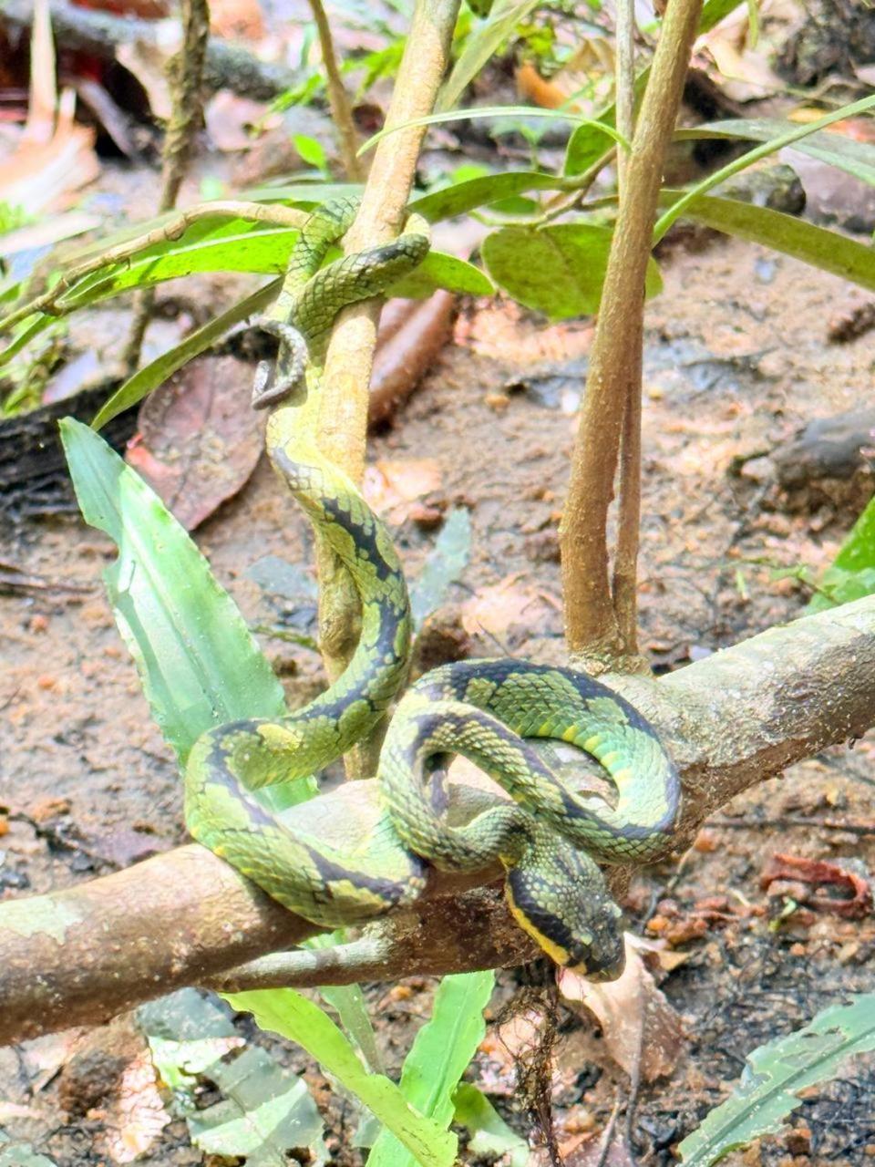 विला Sinharaja Vini *