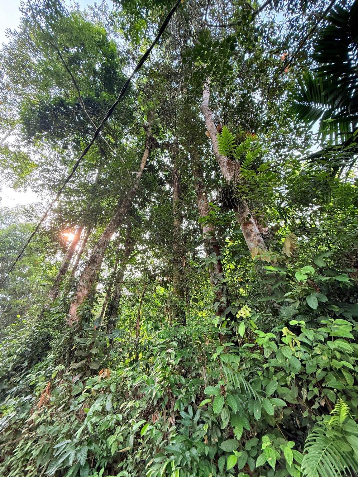 Sinharaja Vini Deniyaya